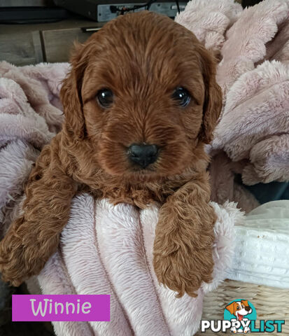 2nd Gen Cavoodle Puppies, Clear DNA, Armstrong Creek, Vic 3217