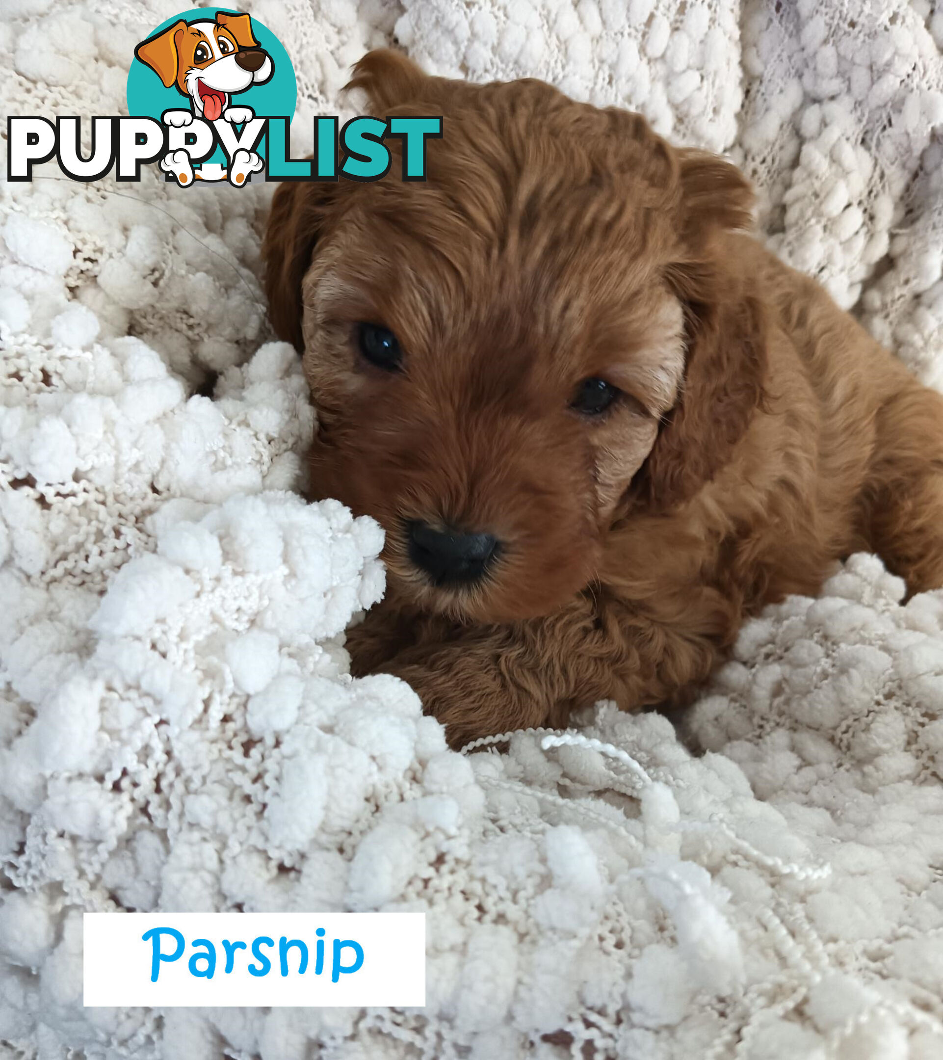 2nd Gen Cavoodle Puppies, Clear DNA, Armstrong Creek, Vic 3217