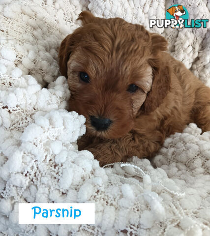 2nd Gen Cavoodle Puppies, Clear DNA, Armstrong Creek, Vic 3217