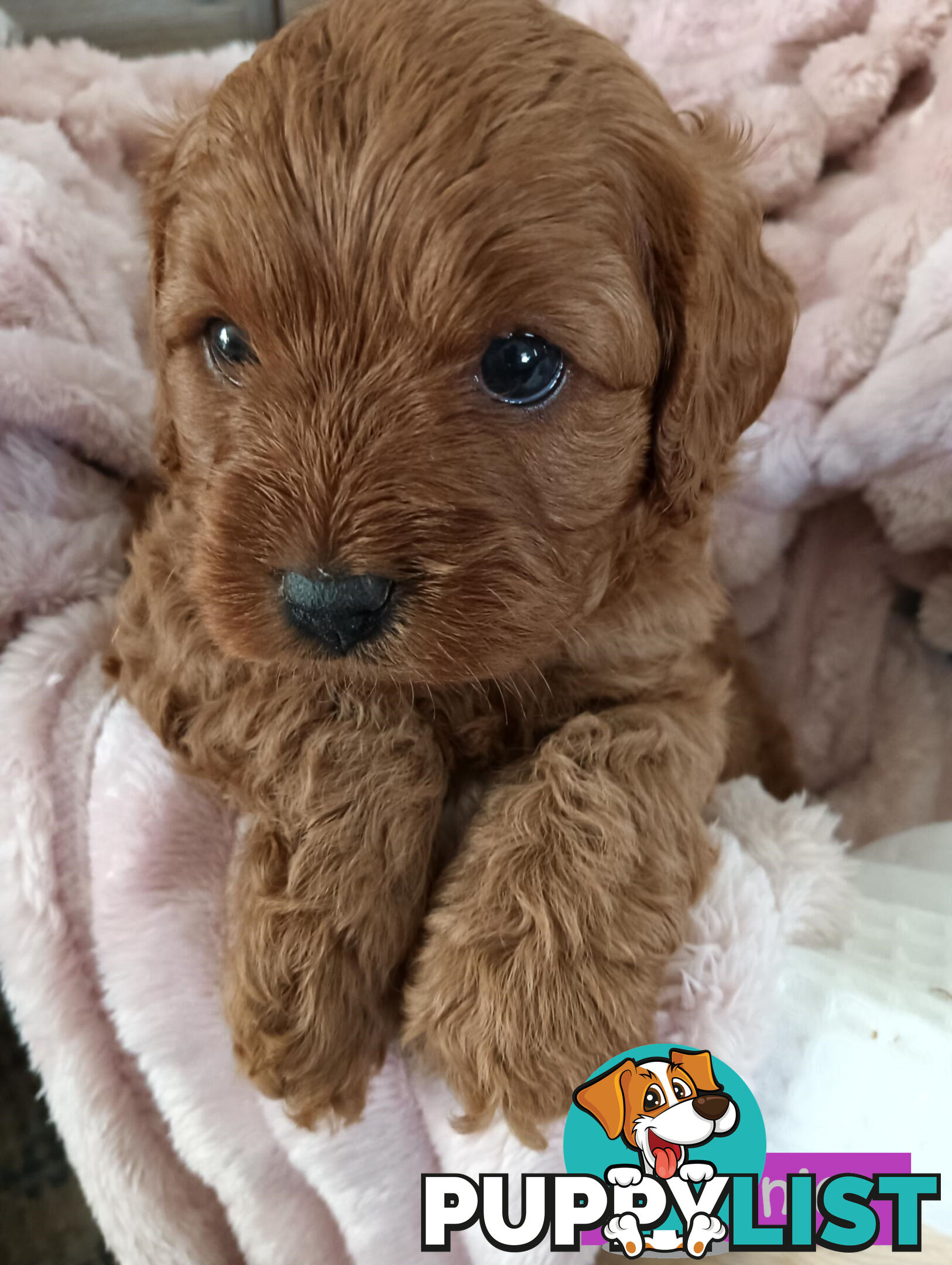 2nd Gen Cavoodle Puppies, Clear DNA, Armstrong Creek, Vic 3217