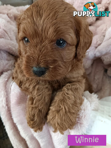 2nd Gen Cavoodle Puppies, Clear DNA, Armstrong Creek, Vic 3217