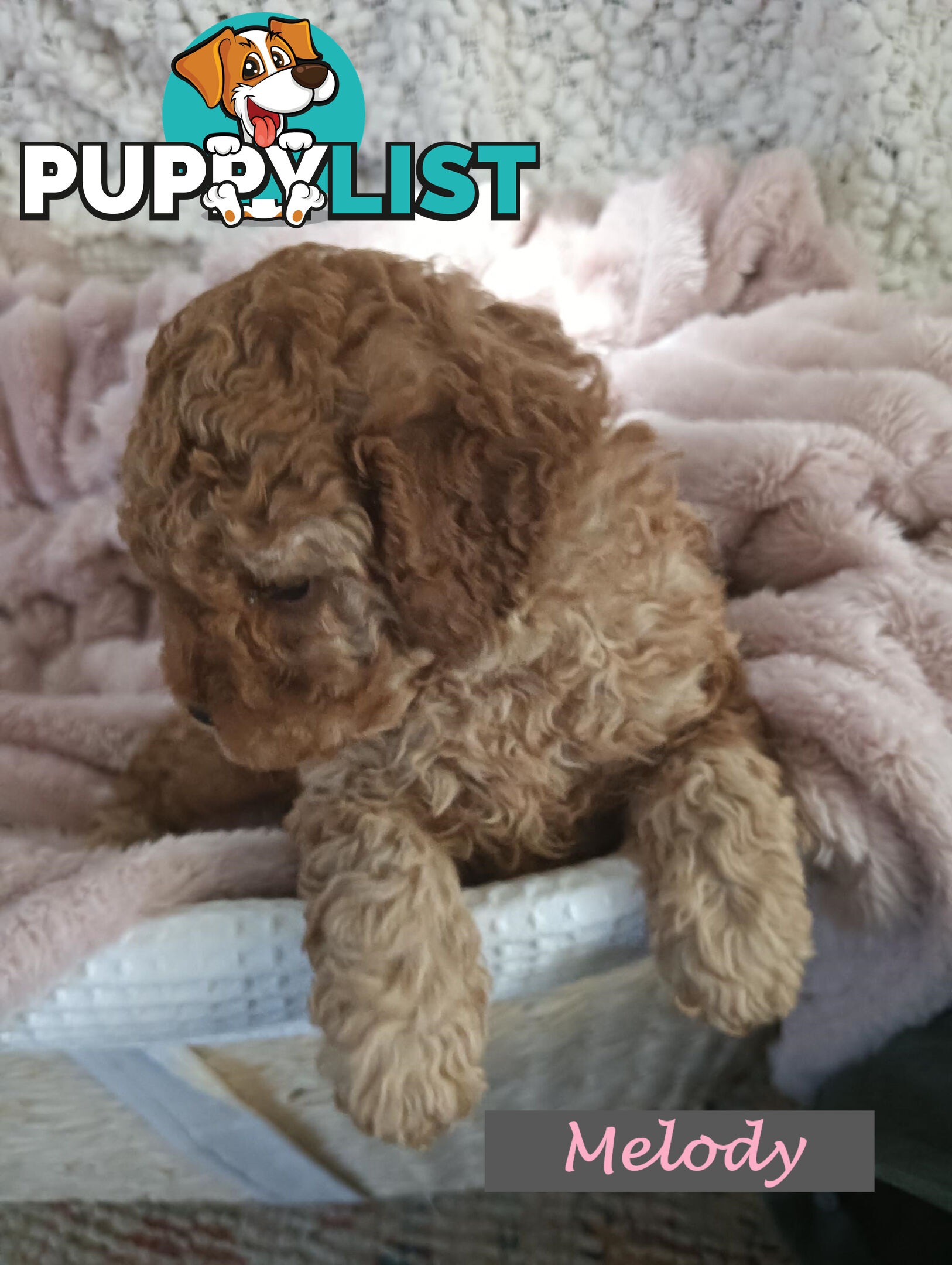 2nd Gen Cavoodle Puppies, Clear DNA, Armstrong Creek, Vic 3217