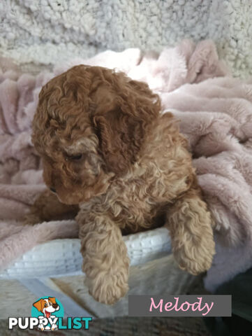 2nd Gen Cavoodle Puppies, Clear DNA, Armstrong Creek, Vic 3217