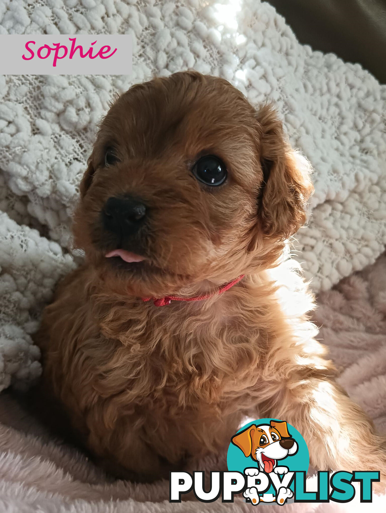 2nd Gen Cavoodle Puppies, Clear DNA, Armstrong Creek, Vic 3217