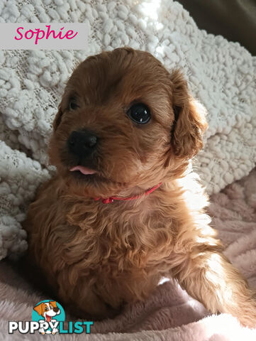 2nd Gen Cavoodle Puppies, Clear DNA, Armstrong Creek, Vic 3217