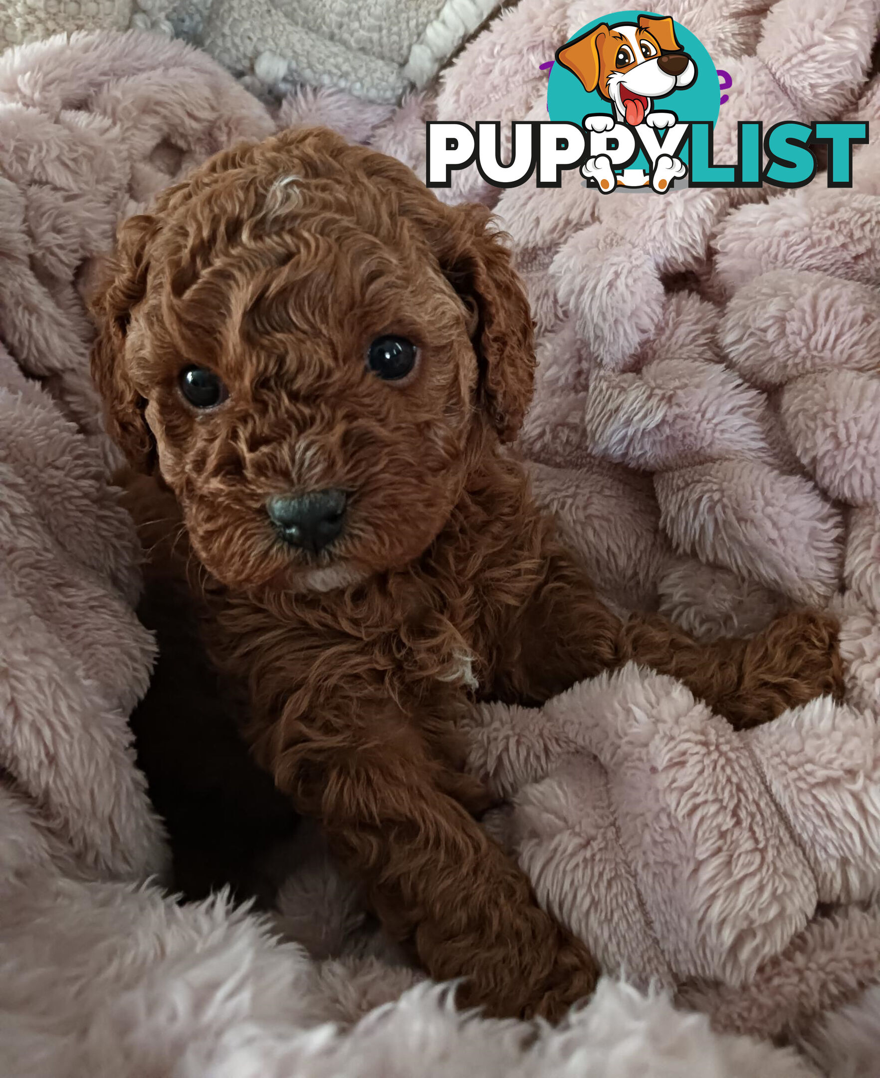 2nd Gen Cavoodle Puppies, Clear DNA, Armstrong Creek, Vic 3217