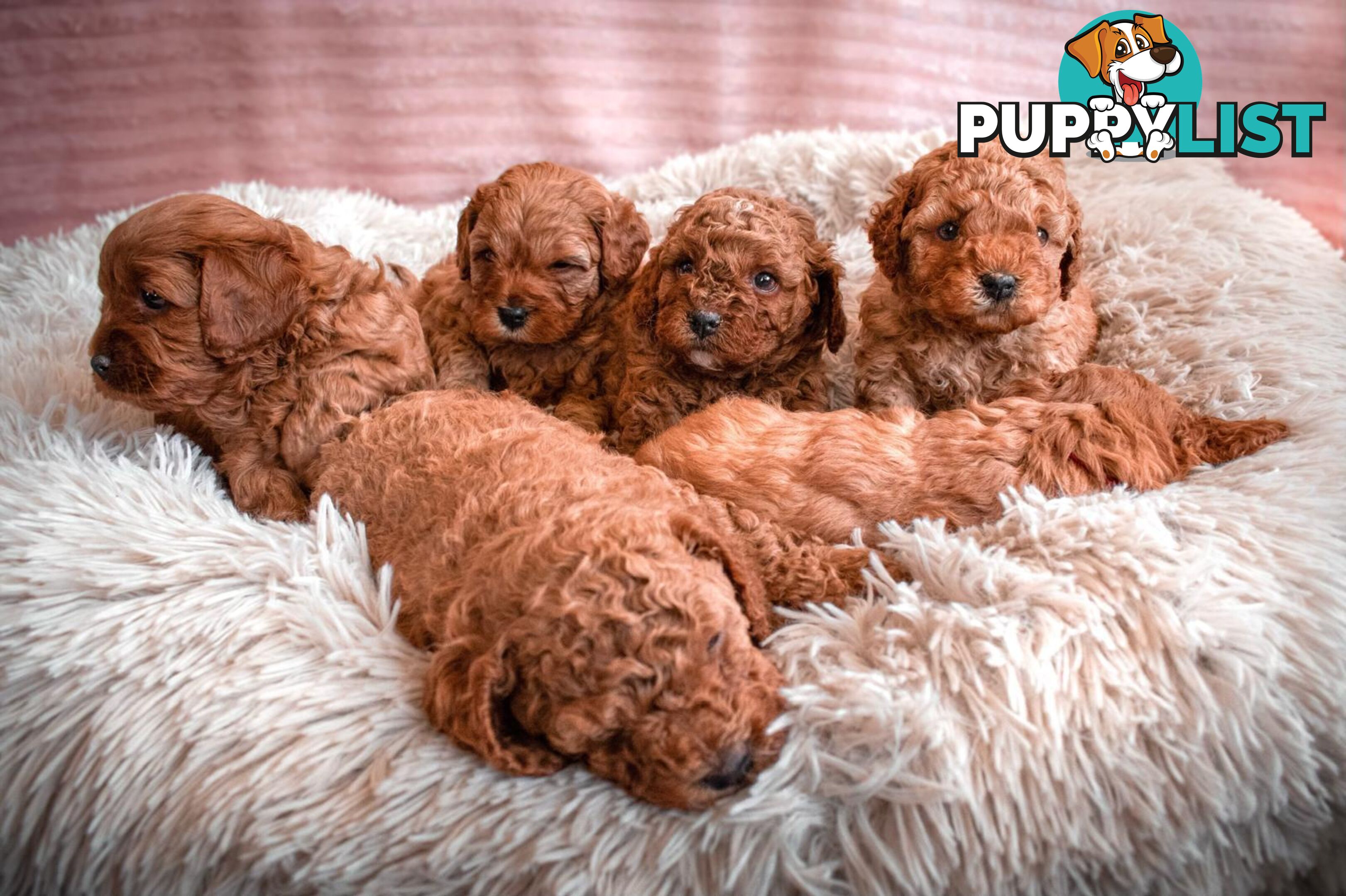 2nd Gen Cavoodle Puppies, Clear DNA, Armstrong Creek, Vic 3217