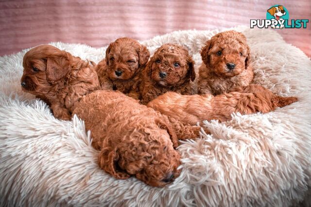 2nd Gen Cavoodle Puppies, Clear DNA, Armstrong Creek, Vic 3217