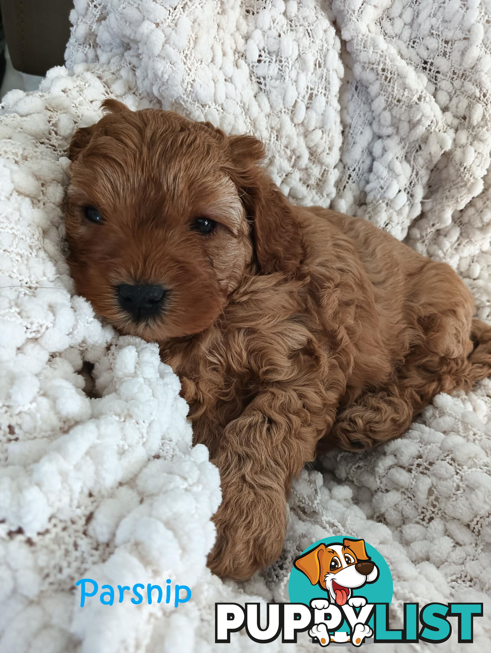 2nd Gen Cavoodle Puppies, Clear DNA, Armstrong Creek, Vic 3217