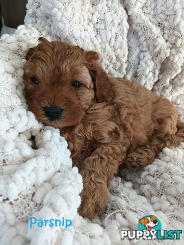 2nd Gen Cavoodle Puppies, Clear DNA, Armstrong Creek, Vic 3217