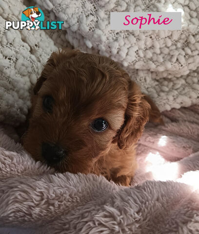 2nd Gen Cavoodle Puppies, Clear DNA, Armstrong Creek, Vic 3217