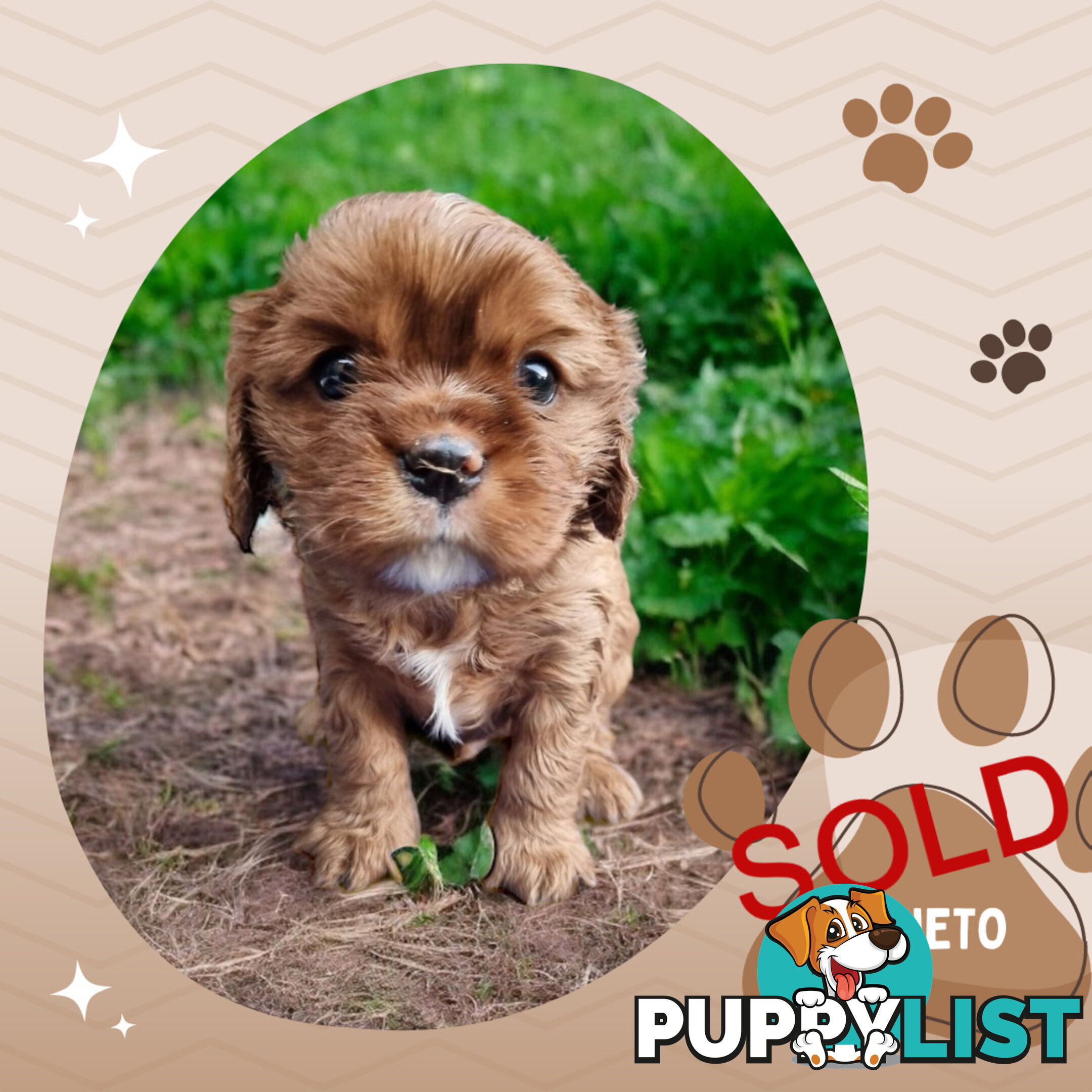 LAST Boy left! Cavalier King Charles Spaniel Puppies. Located Mooroolbark VIC 3138