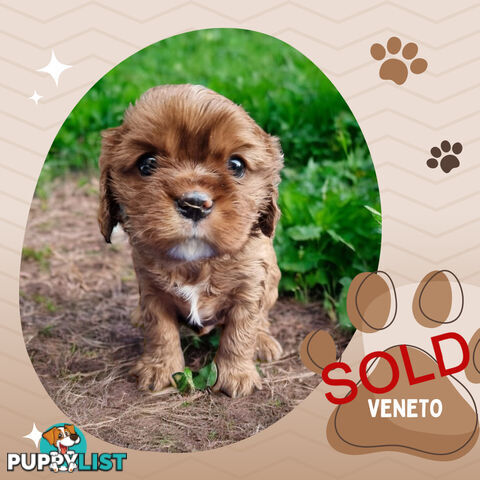 LAST Boy left! Cavalier King Charles Spaniel Puppies. Located Mooroolbark VIC 3138