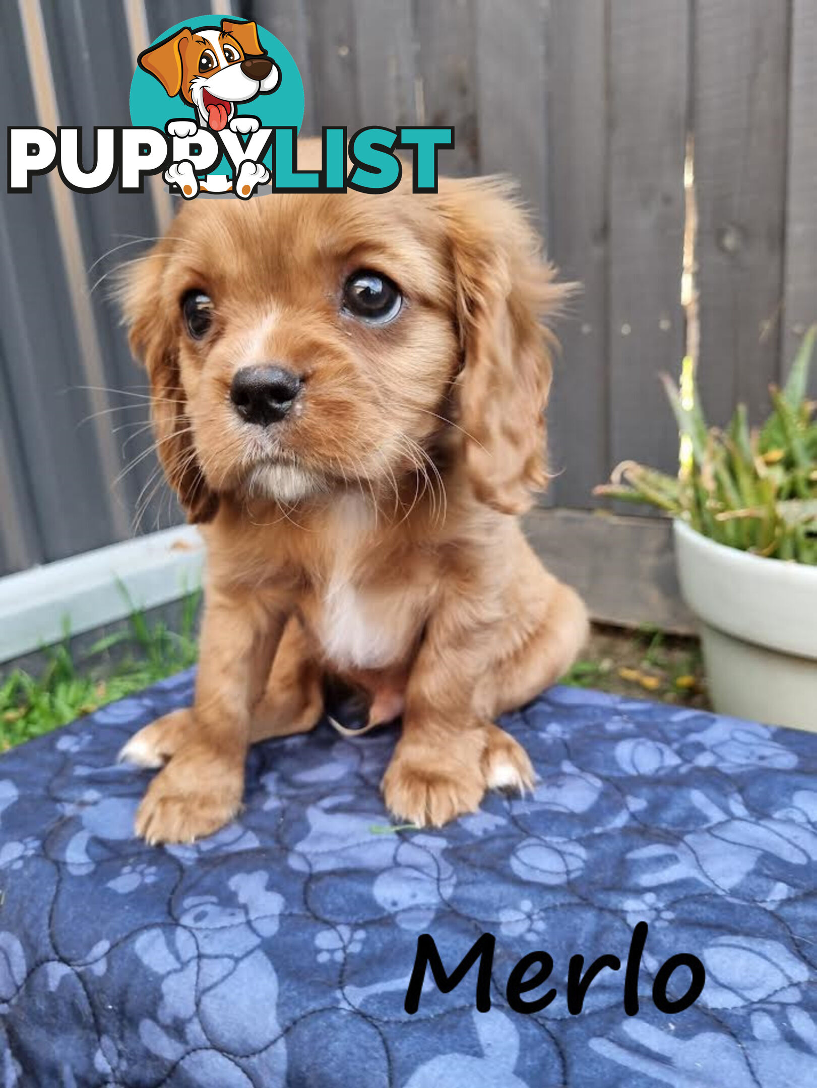 LAST Boy left! Cavalier King Charles Spaniel Puppies. Located Mooroolbark VIC 3138