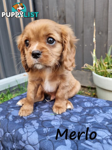 LAST Boy left! Cavalier King Charles Spaniel Puppies. Located Mooroolbark VIC 3138