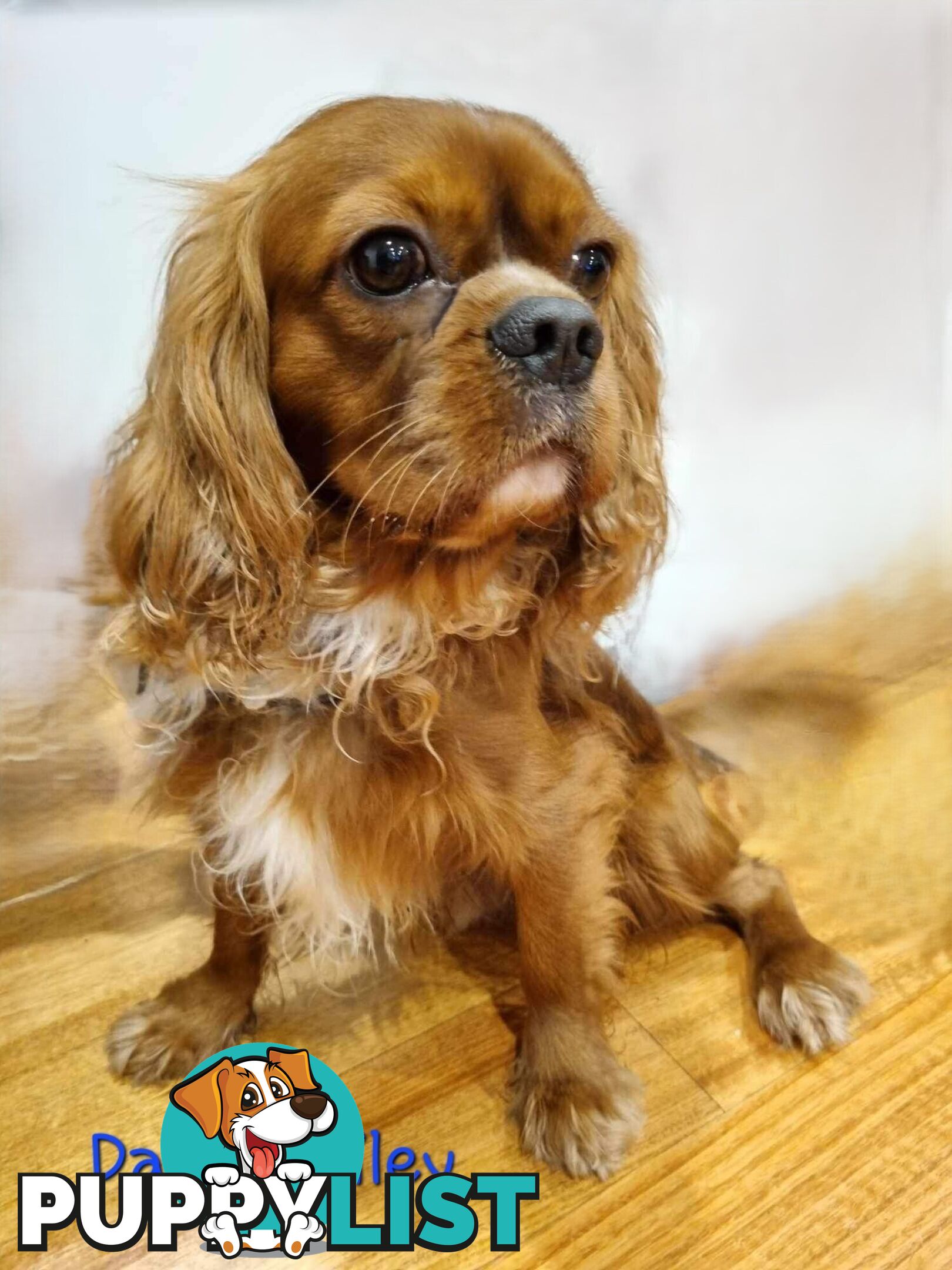 LAST Boy left! Cavalier King Charles Spaniel Puppies. Located Mooroolbark VIC 3138