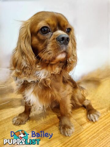 LAST Boy left! Cavalier King Charles Spaniel Puppies. Located Mooroolbark VIC 3138