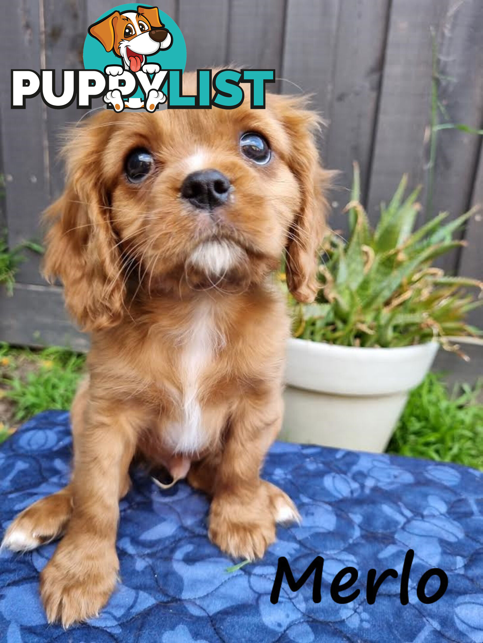 LAST Boy left! Cavalier King Charles Spaniel Puppies. Located Mooroolbark VIC 3138