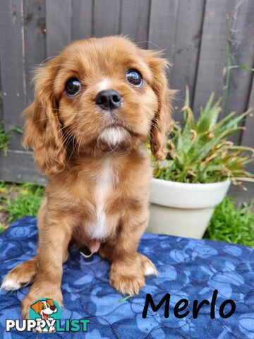 LAST Boy left! Cavalier King Charles Spaniel Puppies. Located Mooroolbark VIC 3138