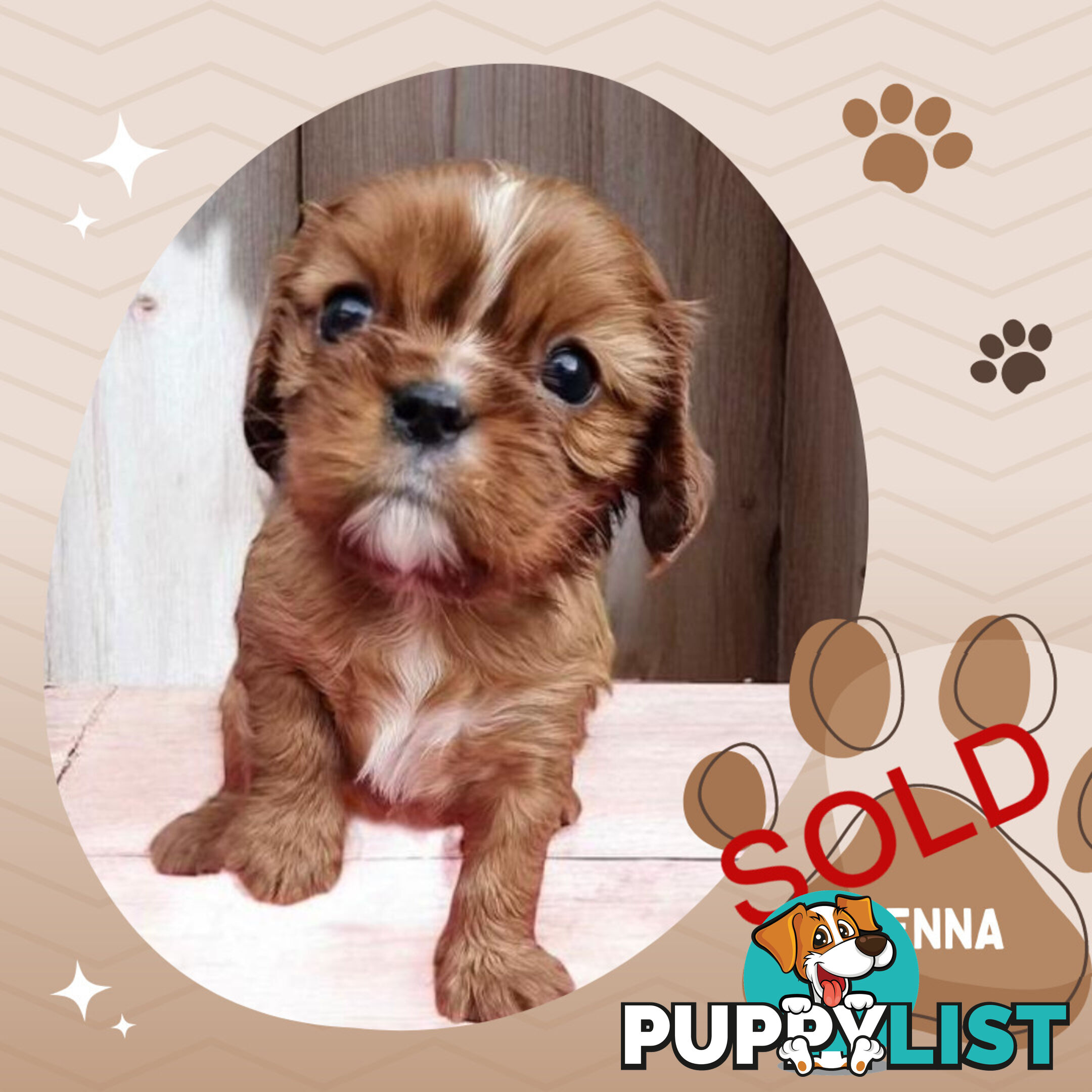 LAST Boy left! Cavalier King Charles Spaniel Puppies. Located Mooroolbark VIC 3138