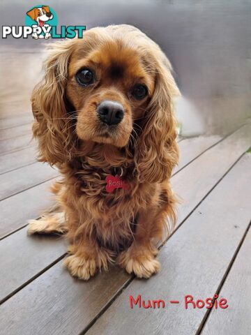 LAST Boy left! Cavalier King Charles Spaniel Puppies. Located Mooroolbark VIC 3138