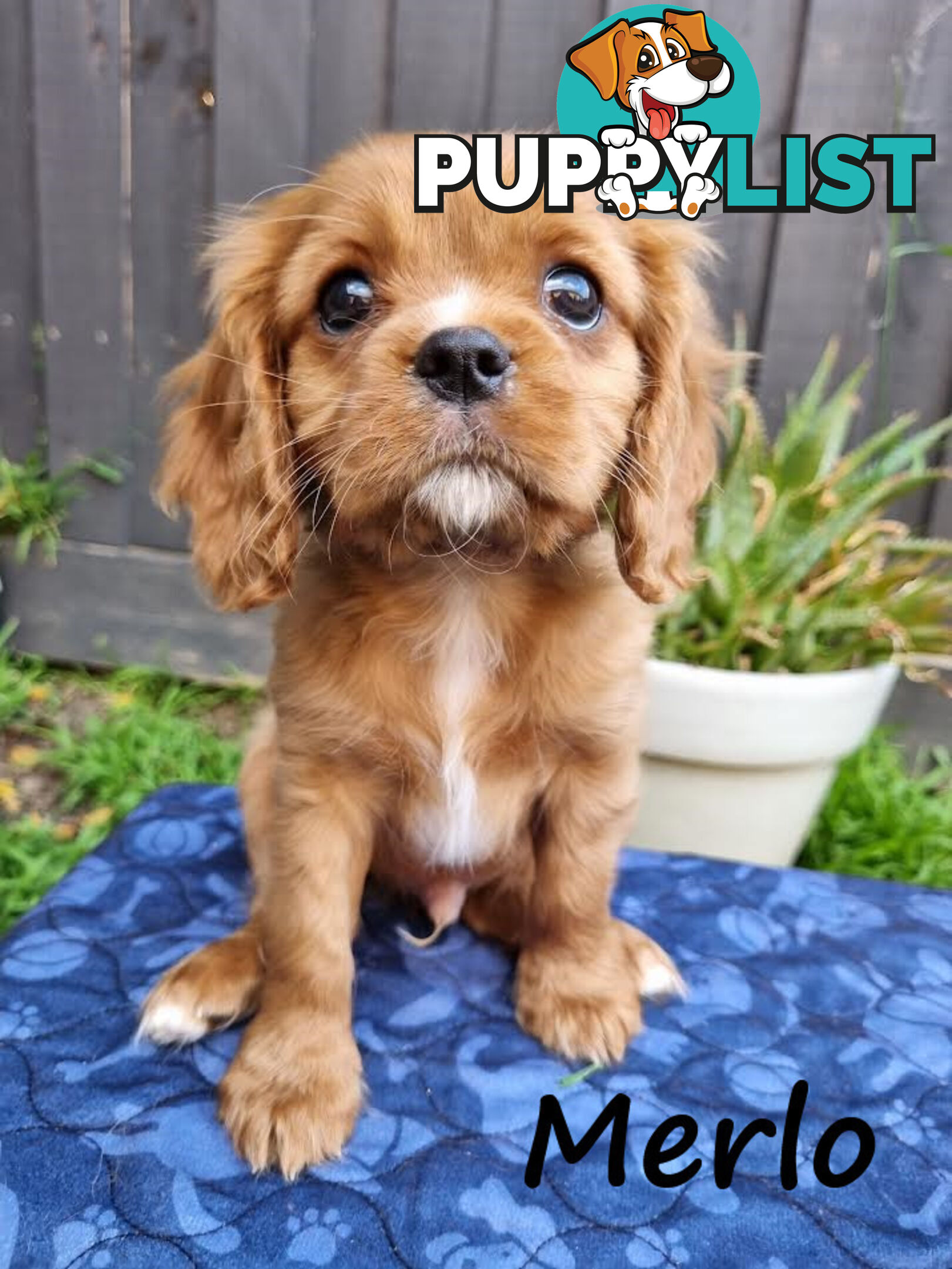 LAST Boy left! Cavalier King Charles Spaniel Puppies. Located Mooroolbark VIC 3138