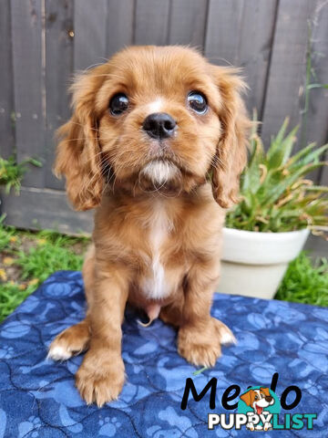 LAST Boy left! Cavalier King Charles Spaniel Puppies. Located Mooroolbark VIC 3138