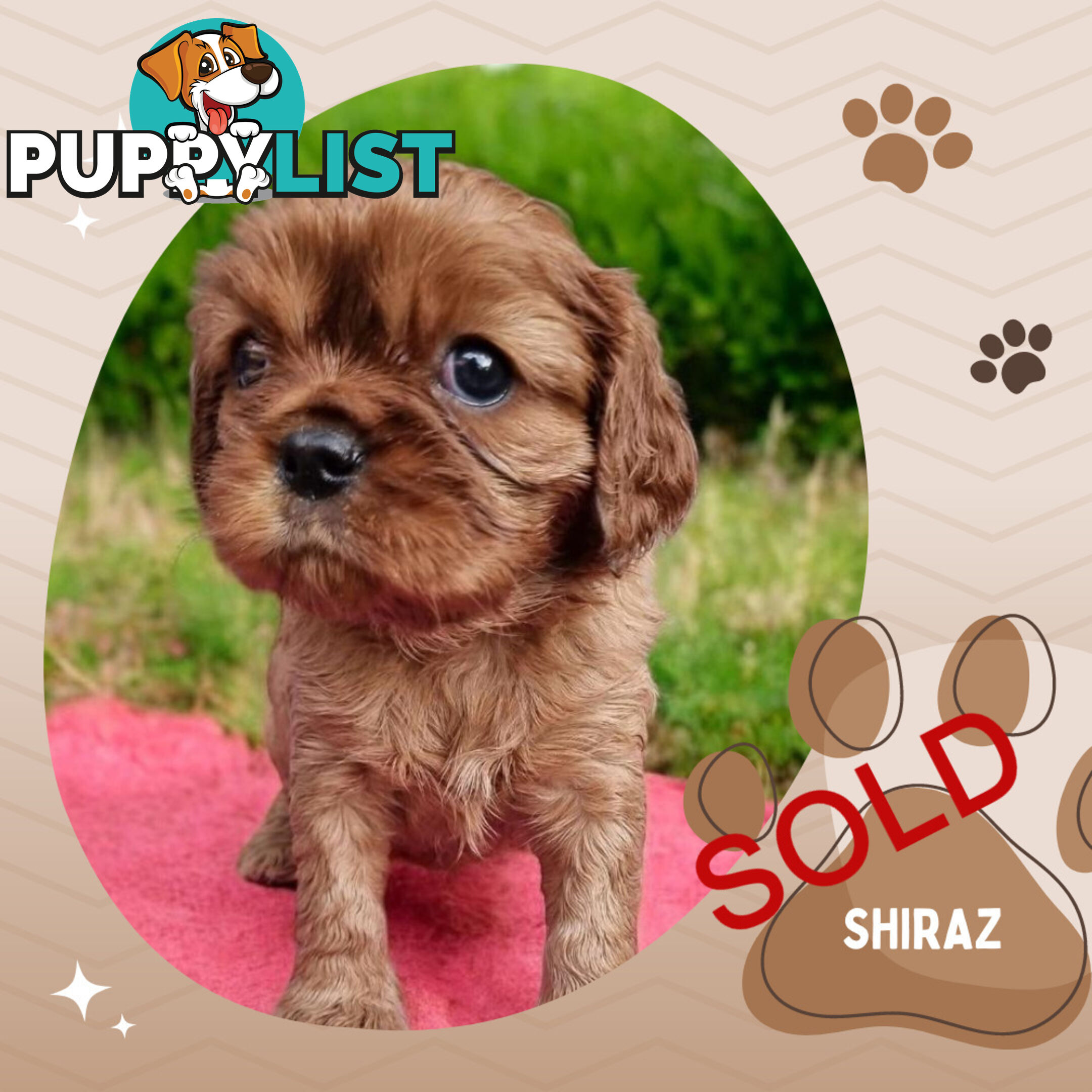 LAST Boy left! Cavalier King Charles Spaniel Puppies. Located Mooroolbark VIC 3138