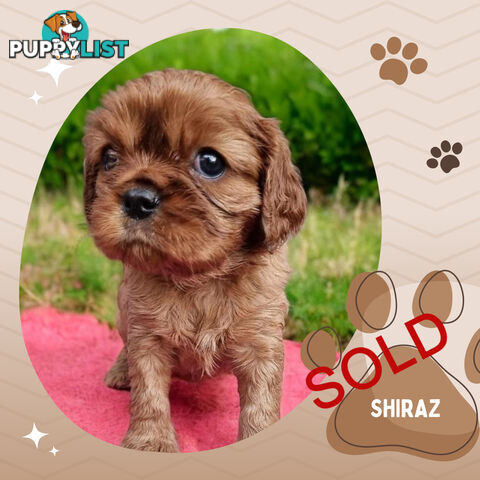 LAST Boy left! Cavalier King Charles Spaniel Puppies. Located Mooroolbark VIC 3138