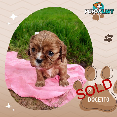 LAST Boy left! Cavalier King Charles Spaniel Puppies. Located Mooroolbark VIC 3138