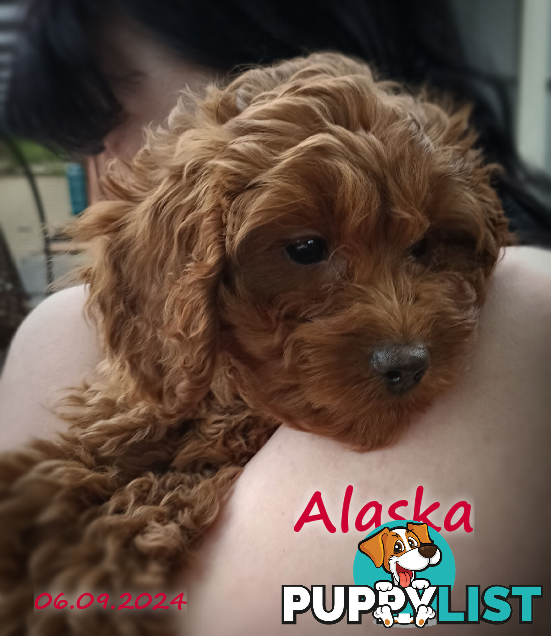 Female F1bToy Cavoodles with Clear DNA. Location Narre Warren Sth Vic 3805