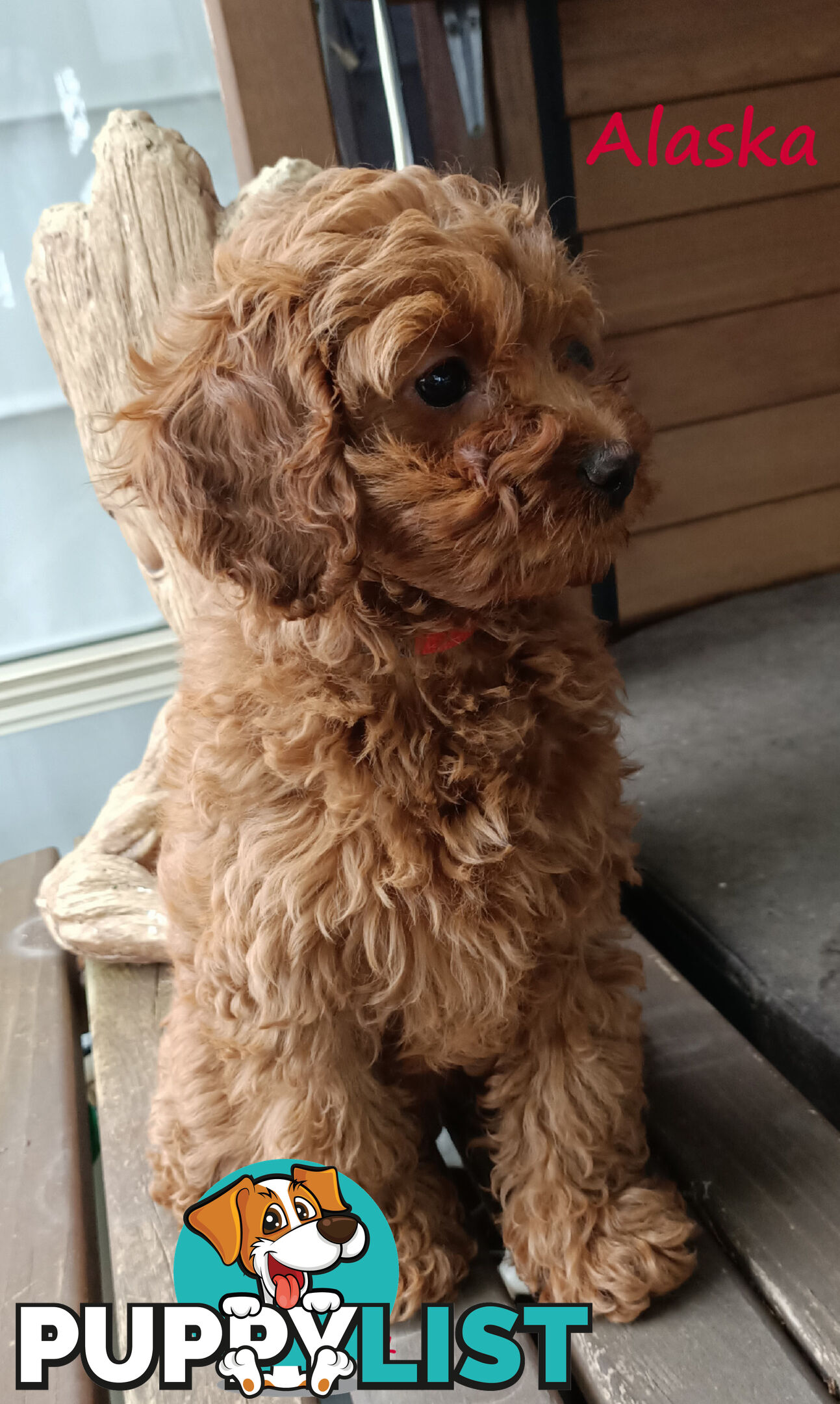 Female F1bToy Cavoodles with Clear DNA. Location Narre Warren Sth Vic 3805