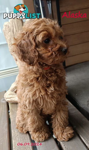 Female F1bToy Cavoodles with Clear DNA. Location Narre Warren Sth Vic 3805