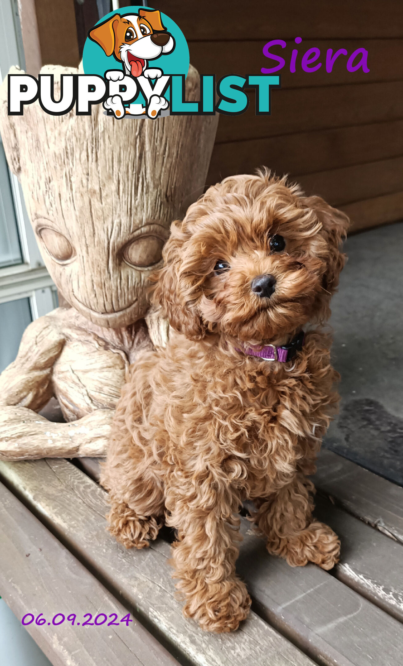 Female F1bToy Cavoodles with Clear DNA. Location Narre Warren Sth Vic 3805