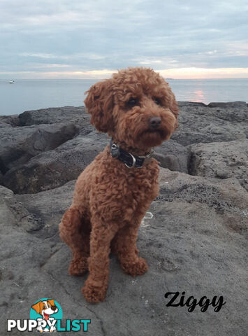 Female F1bToy Cavoodles with Clear DNA. Location Narre Warren Sth Vic 3805