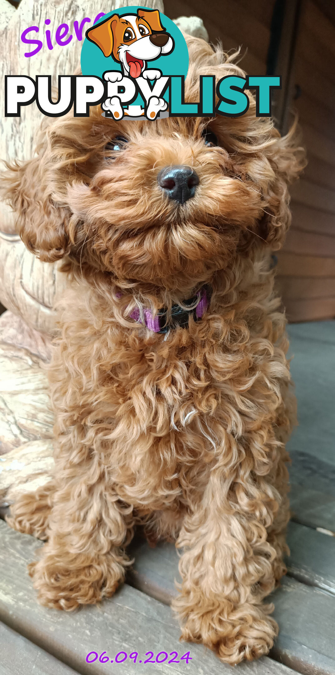 Female F1bToy Cavoodles with Clear DNA. Location Narre Warren Sth Vic 3805