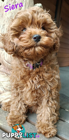 Female F1bToy Cavoodles with Clear DNA. Location Narre Warren Sth Vic 3805