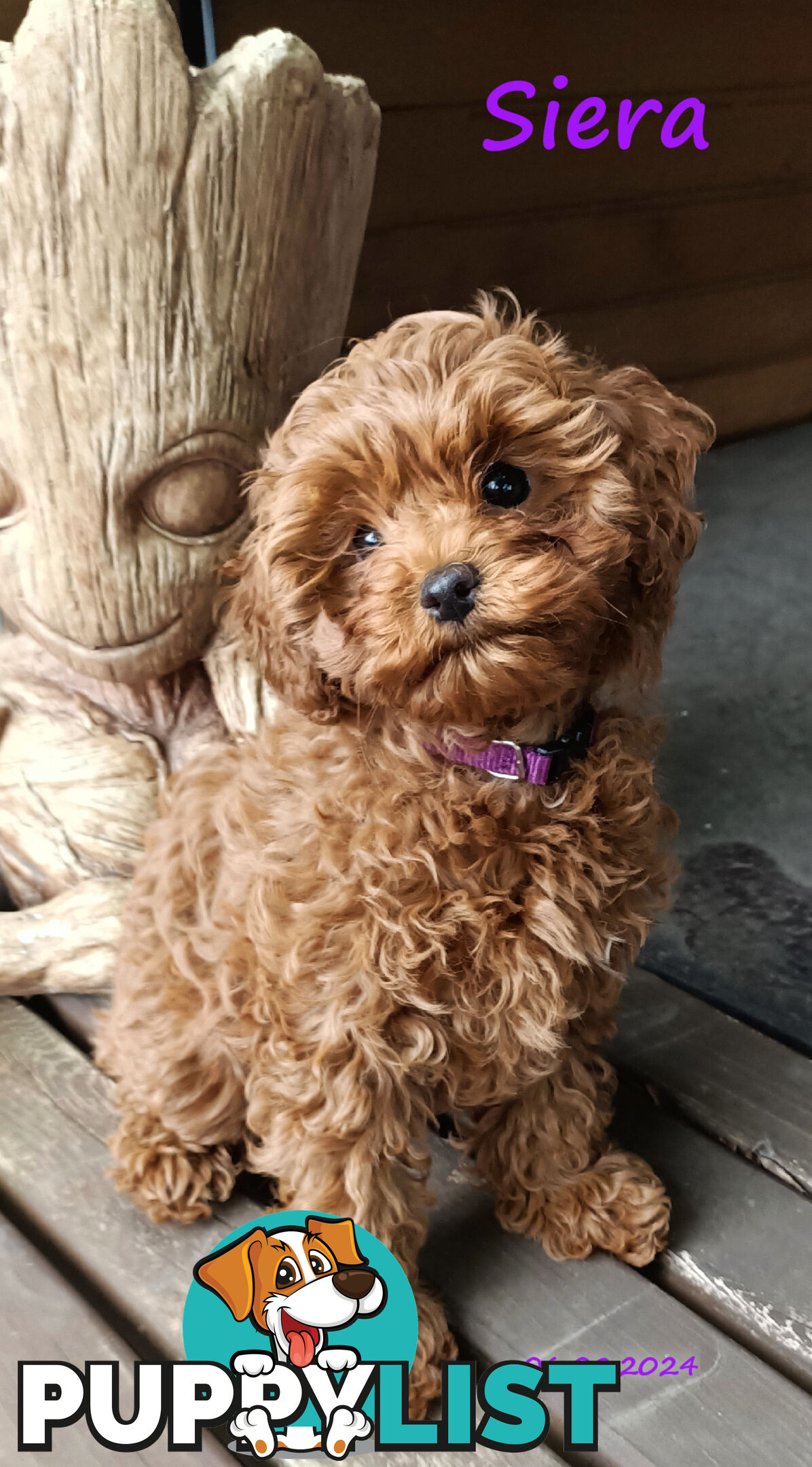 Female F1bToy Cavoodles with Clear DNA. Location Narre Warren Sth Vic 3805