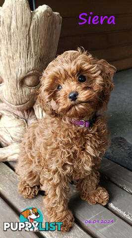 Female F1bToy Cavoodles with Clear DNA. Location Narre Warren Sth Vic 3805