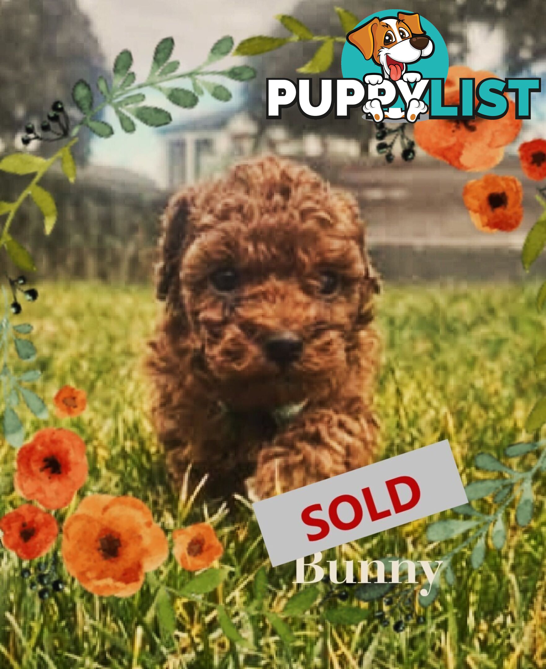 Purebred Red Toy Poodle Puppies,  Clear DNA   Available 14.07.2025  Located in Sunbury Vic 3429
