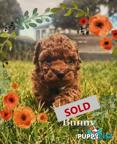Purebred Red Toy Poodle Puppies,  Clear DNA   Available 14.07.2025  Located in Sunbury Vic 3429
