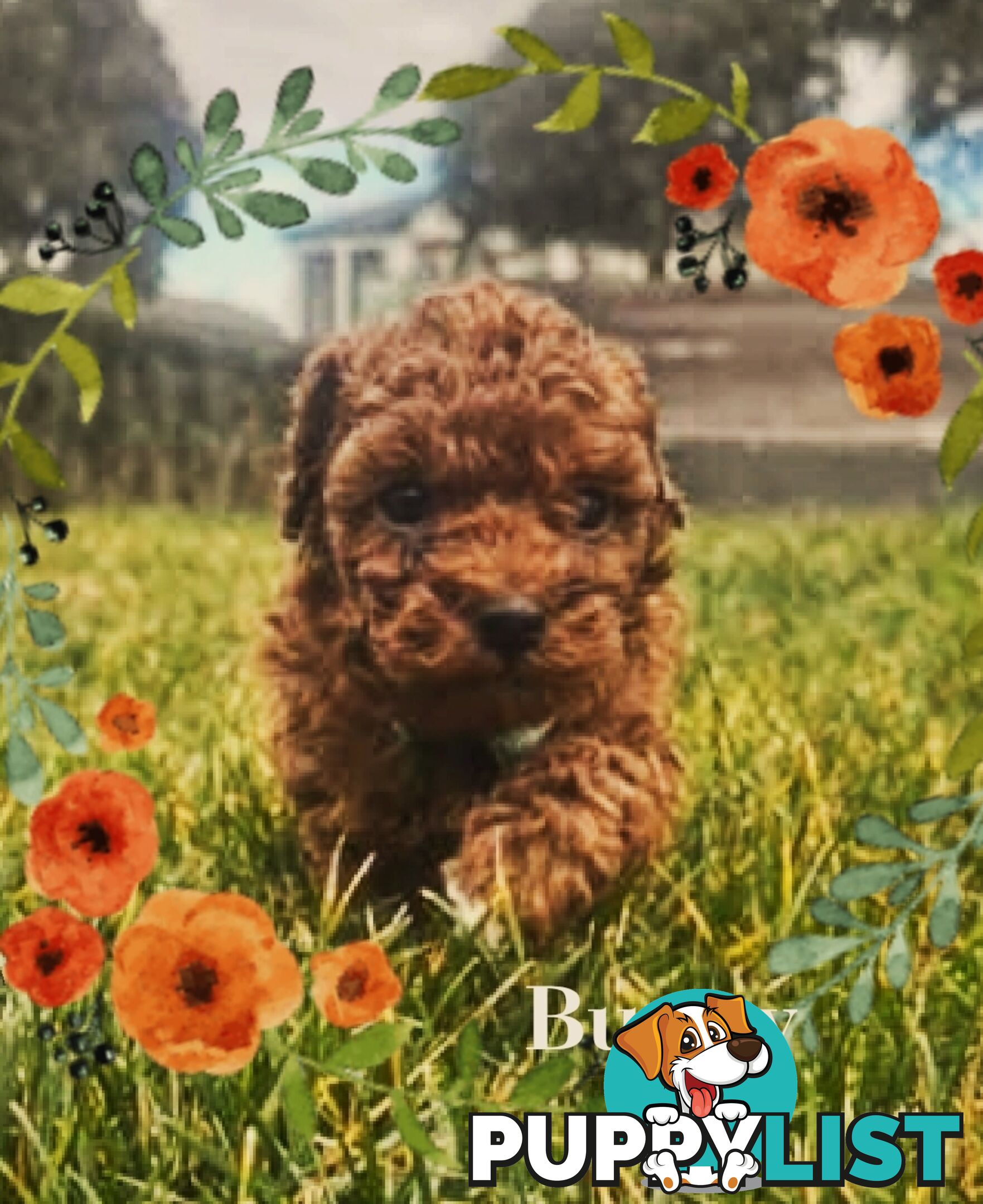 Purebred Red Toy Poodle Puppies,  Clear DNA   Available 14.07.2025  Located in Sunbury Vic 3429