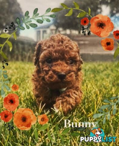 Purebred Red Toy Poodle Puppies,  Clear DNA   Available 14.07.2025  Located in Sunbury Vic 3429