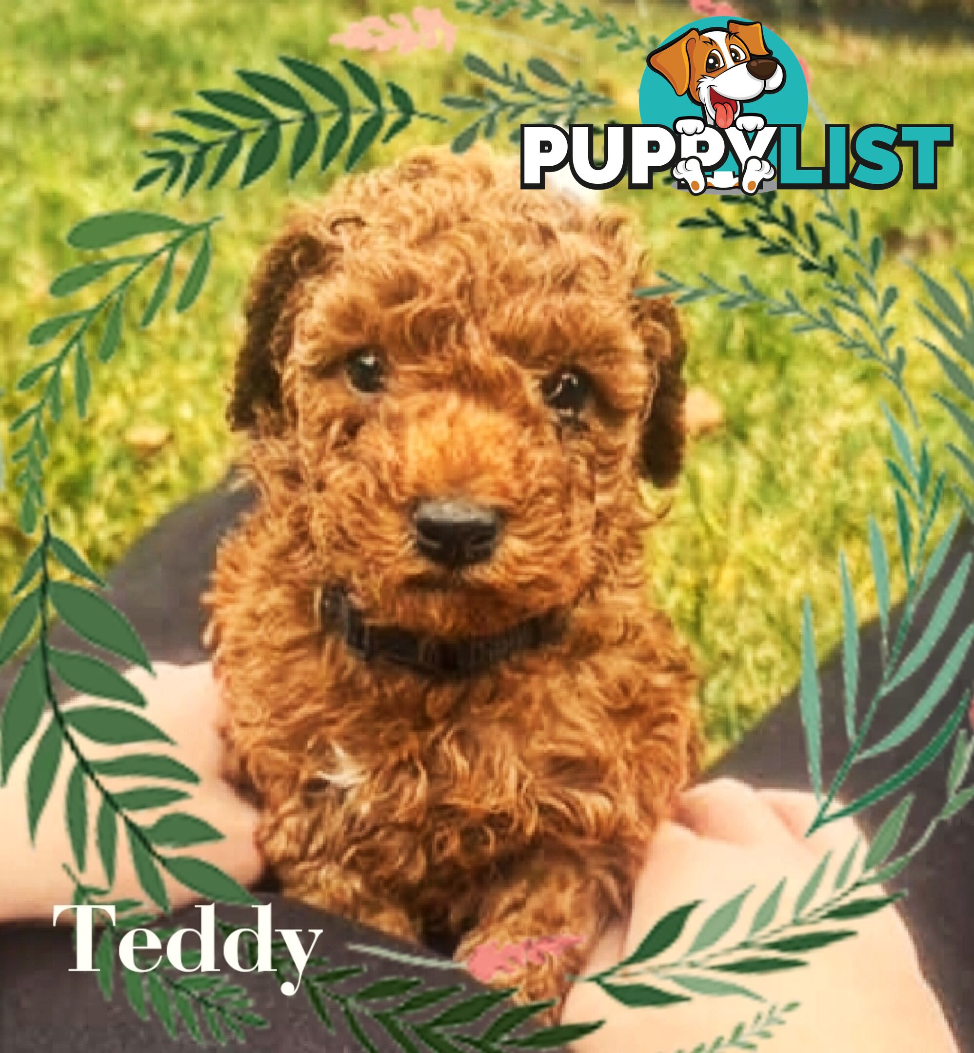 Purebred Red Toy Poodle Puppies,  Clear DNA   Available 14.07.2025  Located in Sunbury Vic 3429