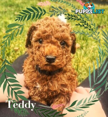 Purebred Red Toy Poodle Puppies,  Clear DNA   Available 14.07.2025  Located in Sunbury Vic 3429