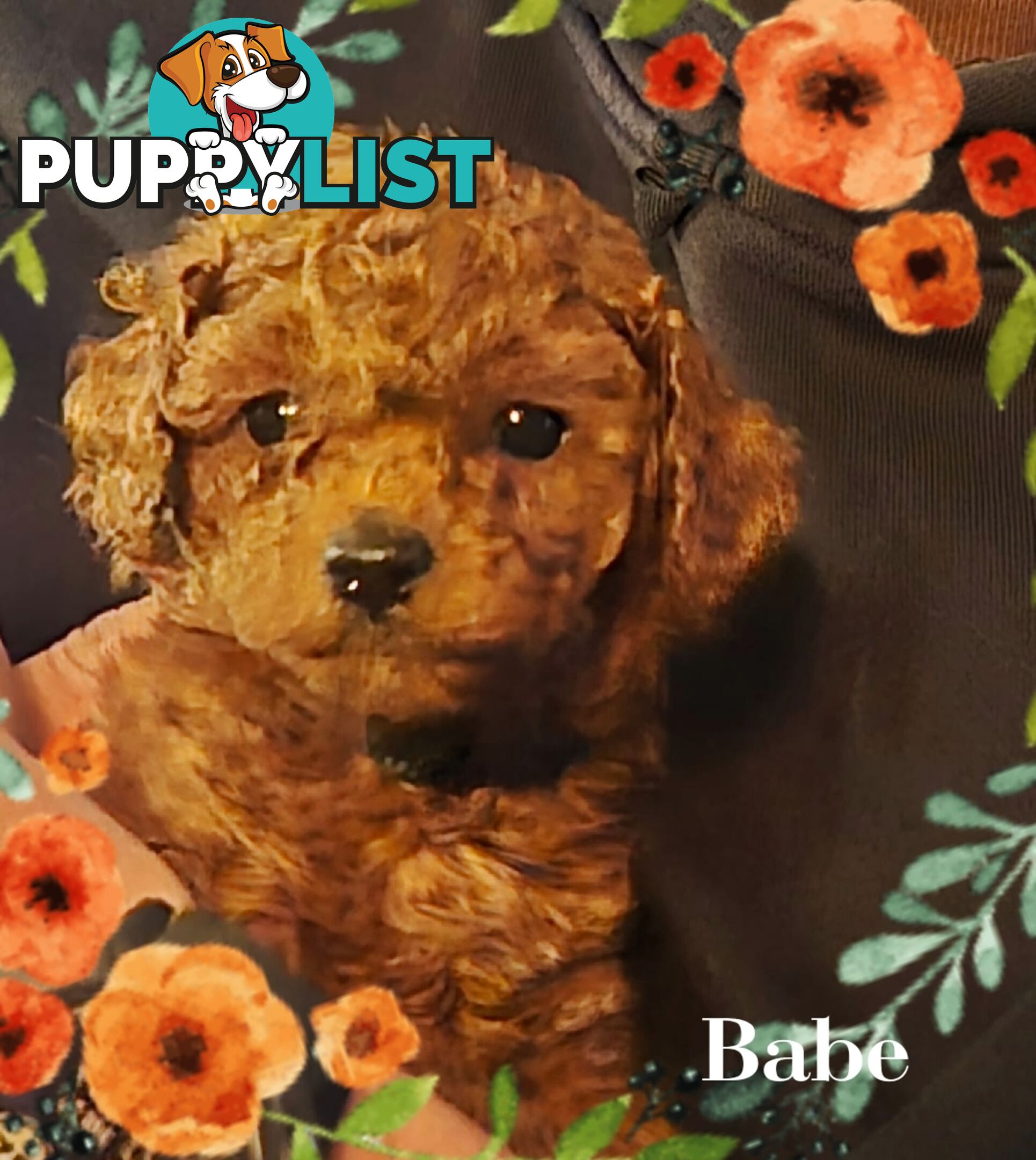 Purebred Red Toy Poodle Puppies,  Clear DNA   Available 14.07.2025  Located in Sunbury Vic 3429
