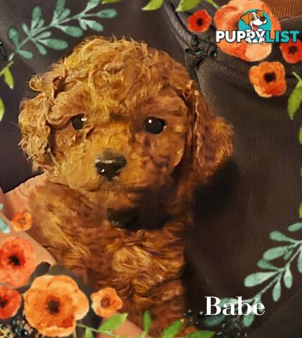 Purebred Red Toy Poodle Puppies,  Clear DNA   Available 14.07.2025  Located in Sunbury Vic 3429