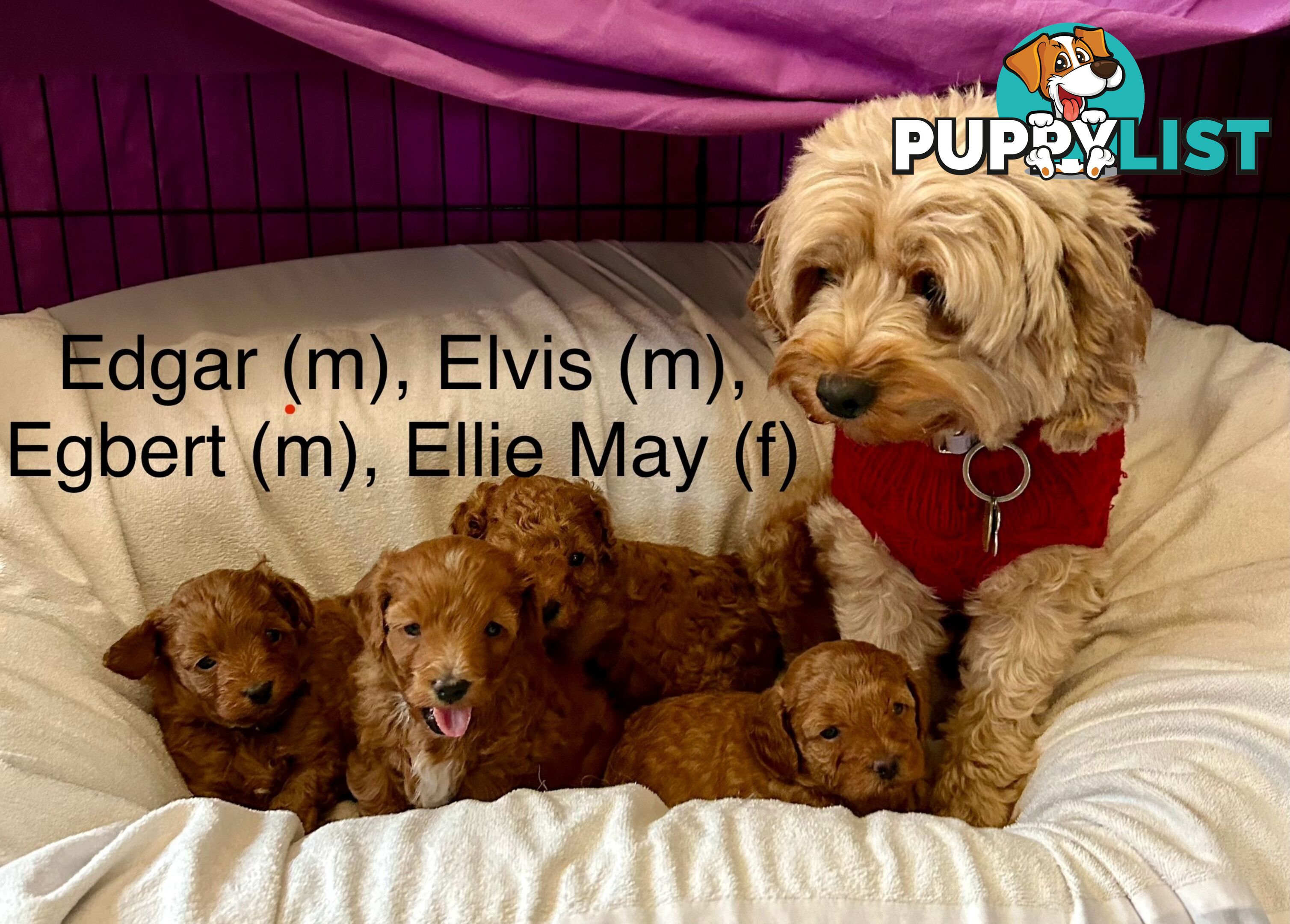 Last Boy Left! F1b Toy Cavoodle Pups DNA Tested BH Guarantee. Brighton East. Vic 3187