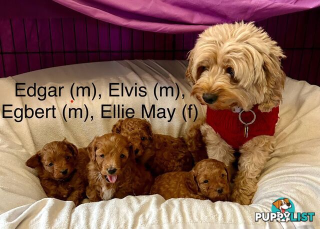 Last Boy Left! F1b Toy Cavoodle Pups DNA Tested BH Guarantee. Brighton East. Vic 3187