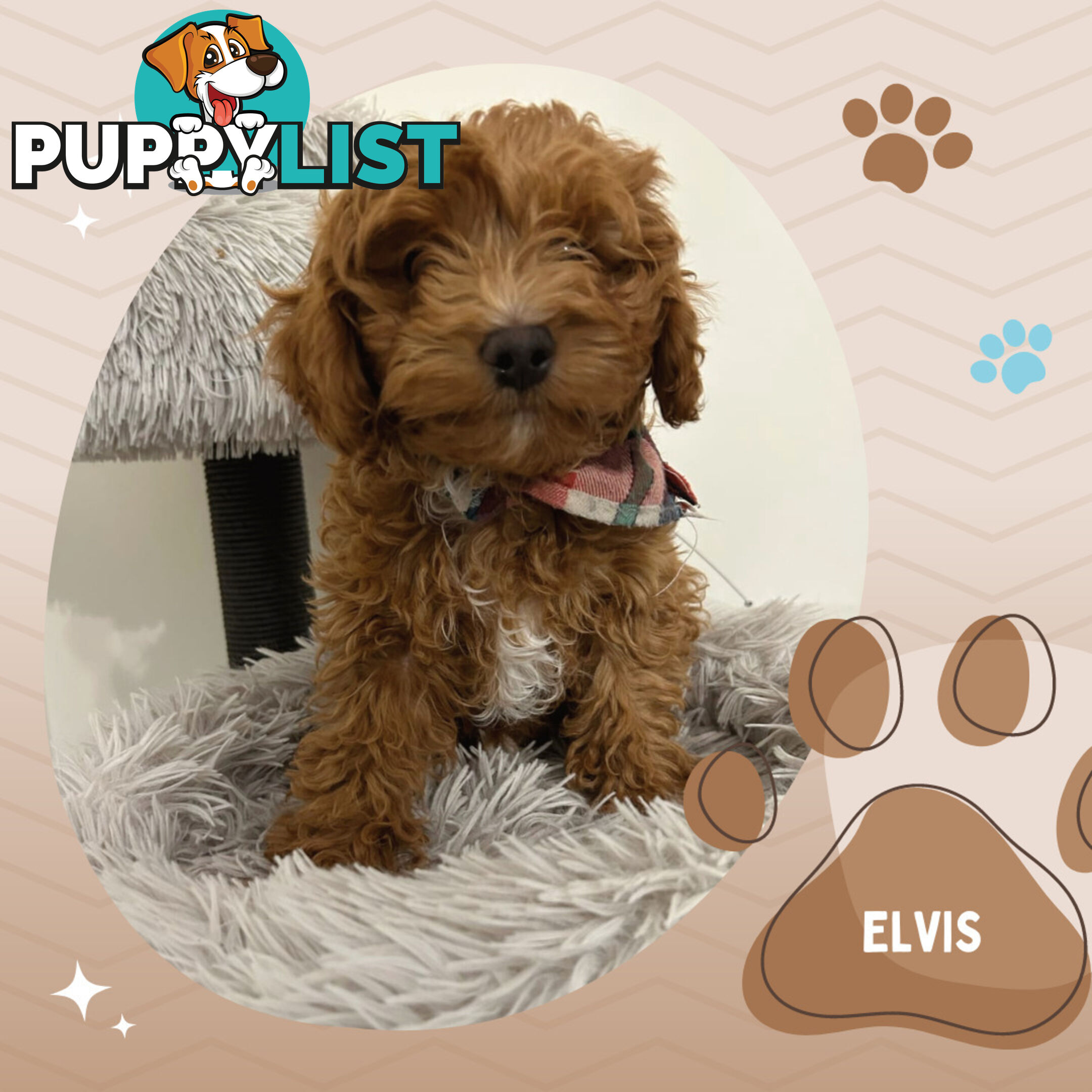 Last Boy Left! F1b Toy Cavoodle Pups DNA Tested BH Guarantee. Brighton East. Vic 3187